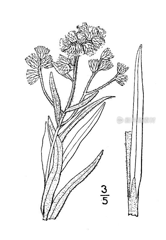 古植物学植物插图:Gnaphalium decurrens, Clammy天长地久